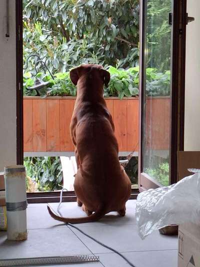 Rhodesian Ridgeback-Beitrag-Bild