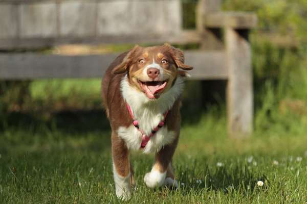 Zeige den lustigsten Blick deines Hundes-Beitrag-Bild