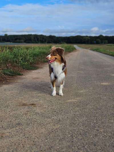 Hundetreffen-Wir suchen einen Hundelfreund/in für gemeinsame Gassirunde-Bild