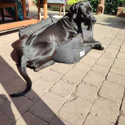 Rhodesian Ridgeback-Beitrag-Bild