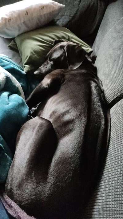 Rhodesian Ridgeback-Beitrag-Bild