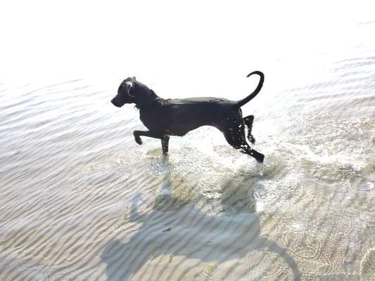 Rhodesian Ridgeback-Beitrag-Bild