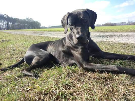 Rhodesian Ridgeback-Beitrag-Bild