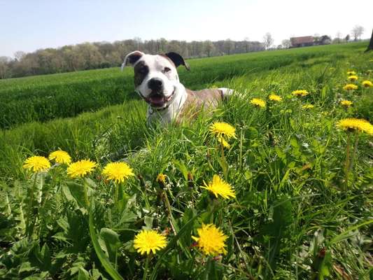 Dogorama Photo Challenge - Der Frühling kommt-Beitrag-Bild