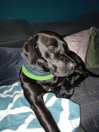 Rhodesian Ridgeback-Beitrag-Bild