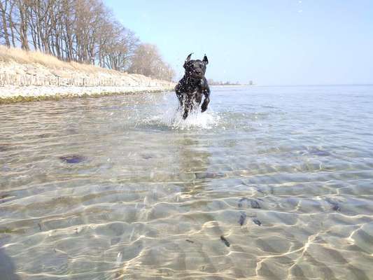 Rhodesian Ridgeback-Beitrag-Bild