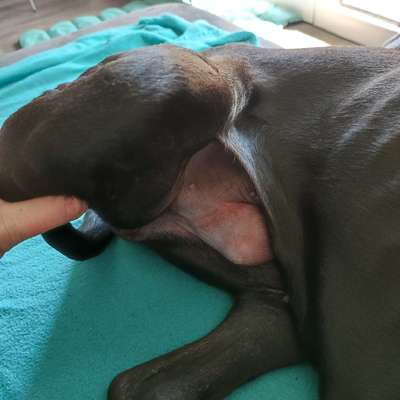 Rhodesian Ridgeback-Beitrag-Bild