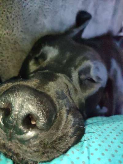 Rhodesian Ridgeback-Beitrag-Bild