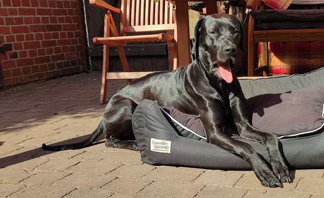 Rhodesian Ridgeback-Beitrag-Bild