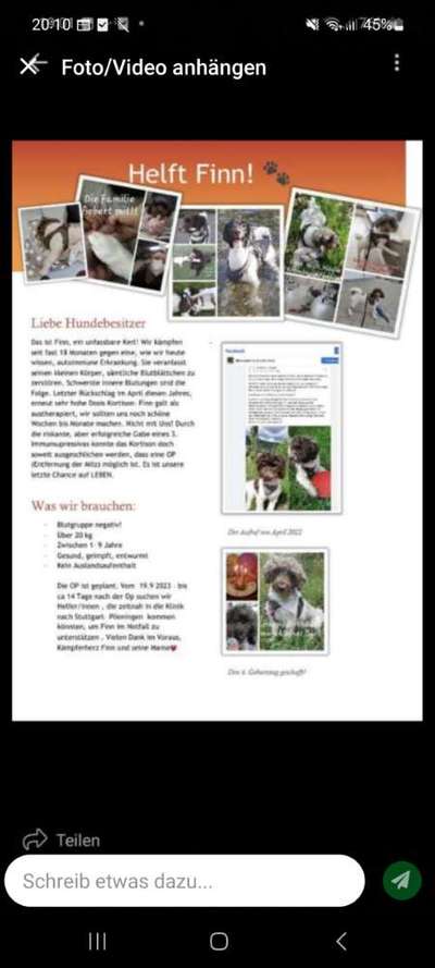 Anämie beim Hund-Beitrag-Bild