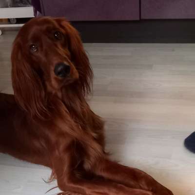 Hundetreffen-Hallo, wir suchen auf diesem Weg nette verträgliche Hunde! Treffen zum gemeinsamen Gassirunden!