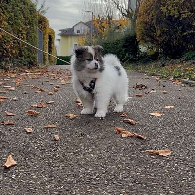 Hundetreffen-Welpe sucht freundliche Hundebegegnungen-Bild