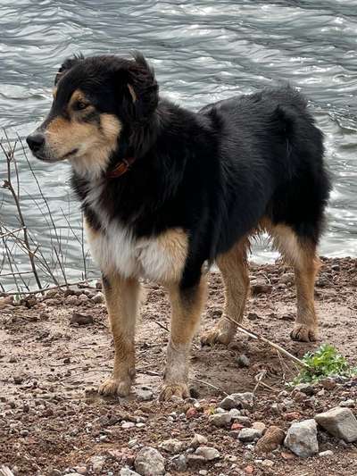 Herdenschutzhunde-Beitrag-Bild