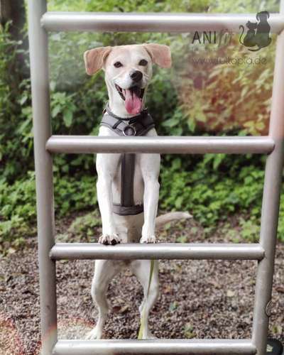 Dogorama Blog Challenge: Hundetricks-Beitrag-Bild