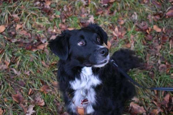 Hundetreffen-Gassirunde/ Social Walk-Bild