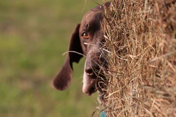 Die Dogorama Kalender Challenge Titelbild-Beitrag-Bild