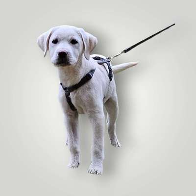 Hundetreffen-Spieltreffen-Bild