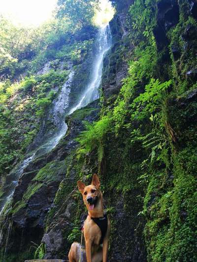 Dogorama Photo Challenge - Wasserfall-Beitrag-Bild