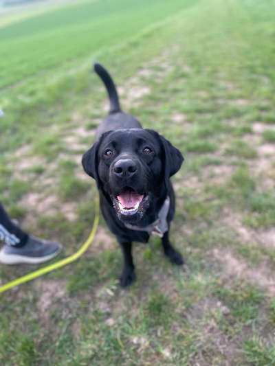 Hundetreffen-Spielgefährte 🐾🐶-Bild