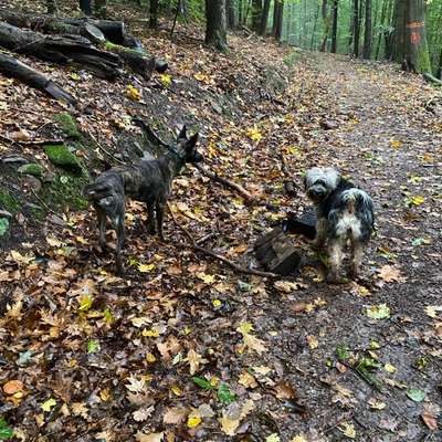 Hundetreffen-Gassi gehen-Bild