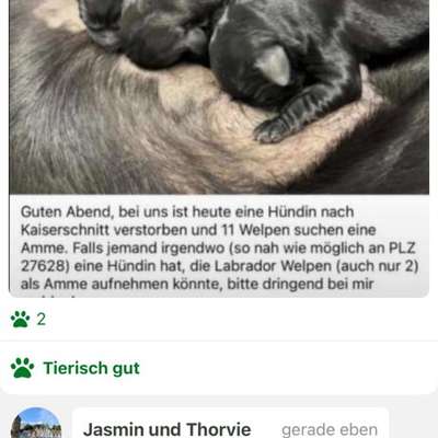 Scheinträchtigkeit-Beitrag-Bild