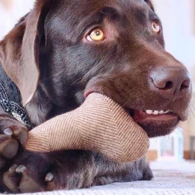 Hundetreffen-Labrador Treffen-Bild