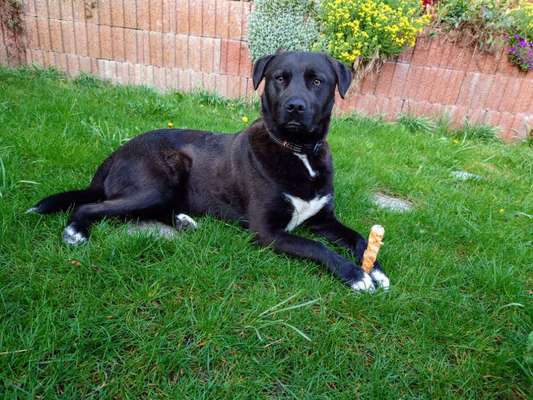 Auslandstierschutz-Beitrag-Bild