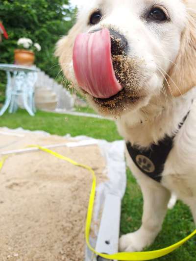 Fotochallenge Nr. 59 - Mein Hund zeigt die Zunge-Beitrag-Bild