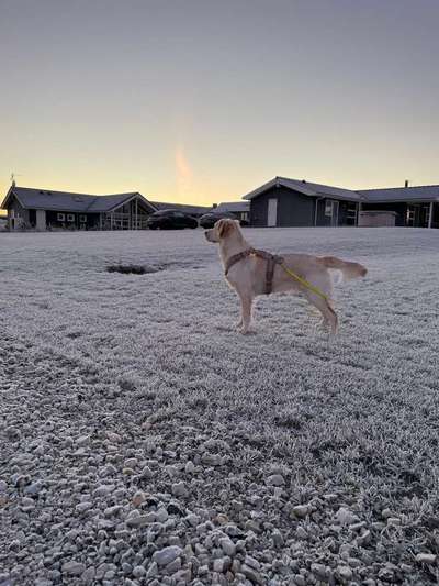 Dogorama Photo Challenge - Tierischer Urlaub-Beitrag-Bild