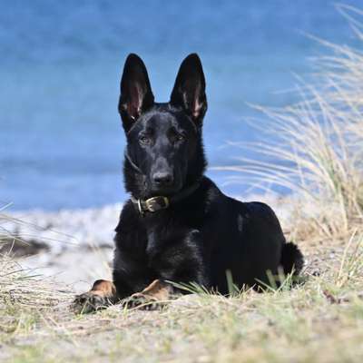 Hundetreffen-Spielkamerad gesucht-Bild