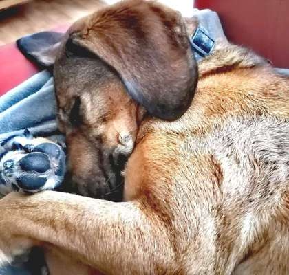 Mischlingshunde Foto Aufruf-Beitrag-Bild