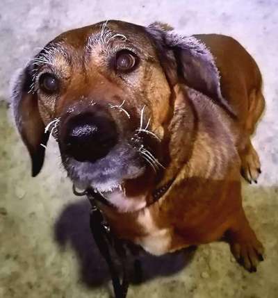 Mischlingshunde Foto Aufruf-Beitrag-Bild