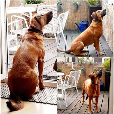 Mischlingshunde Foto Aufruf-Beitrag-Bild