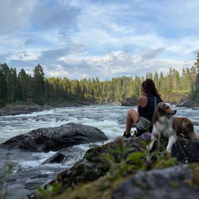 Hundetreffen-Suchen Hunde zum ruhigen spazieren gehen/üben und später dann zum toben🙂
