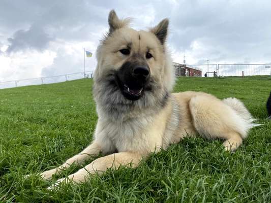 Eurasier hier?-Beitrag-Bild