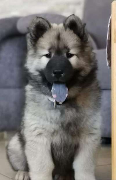 Dogorama Photo Challenge - Einmal lächeln bitte-Beitrag-Bild