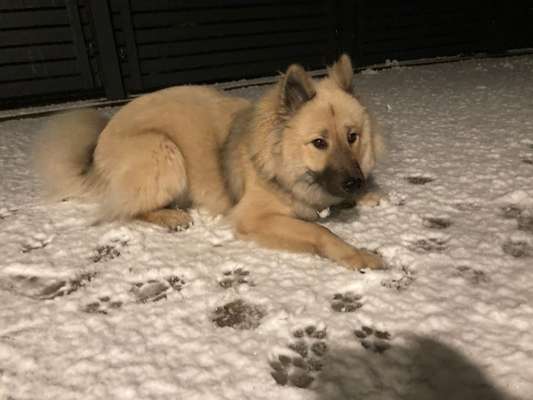Eurasier hier?-Beitrag-Bild
