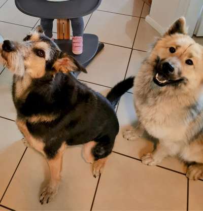 Hundetreffen-Hundetreffen am Hundestrand in Stein-Bild