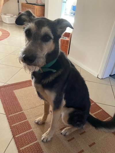 Mischlingshunde Foto Aufruf-Beitrag-Bild