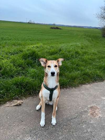 TierschutzhundeStammtisch🐕-Beitrag-Bild
