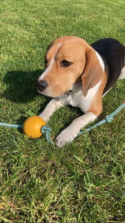 Zeigt mal eure besten Freunde-Beitrag-Bild