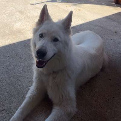 Hundetreffen-Spaziergang/Training-Bild