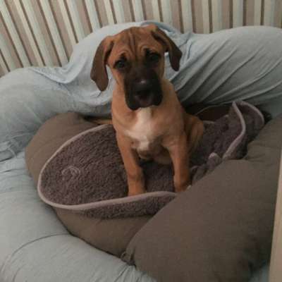 Welpen Bilder !-Beitrag-Bild