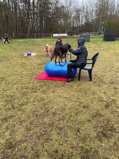 Hundeschulen-HSV Waren Kamerun-Bild