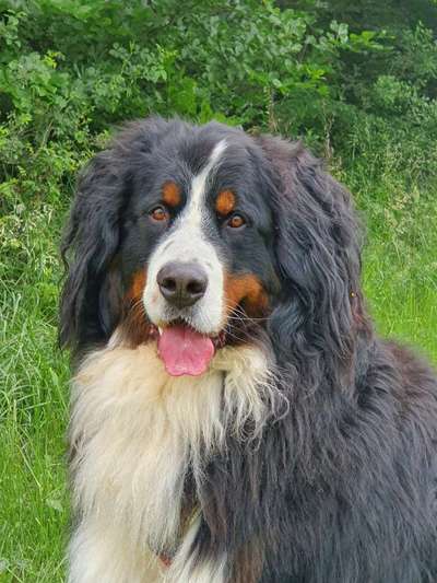 Berner Sennen-Beitrag-Bild