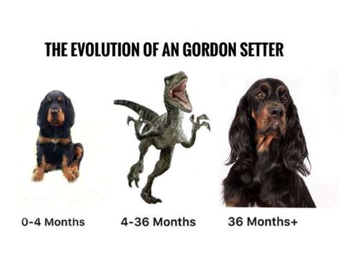 Gordon Setter-Beitrag-Bild
