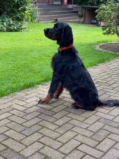 Englisch Setter?-Beitrag-Bild