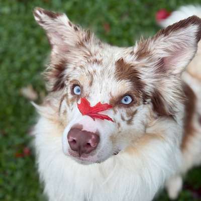 Hundetreffen-Suche Trainingspartner-Bild