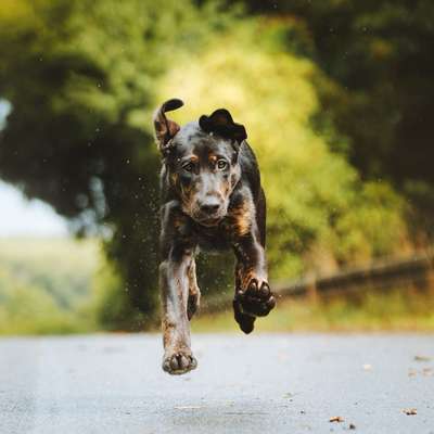 Hundetreffen-Ariya sucht einen Spielpartner in Moers/Krefeld-Bild