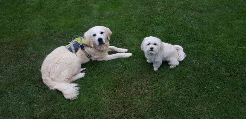 Dogorama Photo Challenge - Gegensätze-Beitrag-Bild